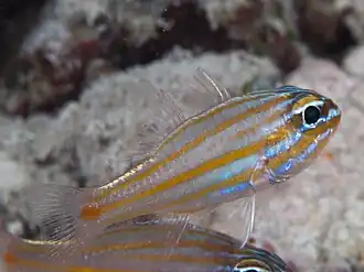 Ostorhinchus rubrimacula