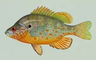 Lepomis humilis