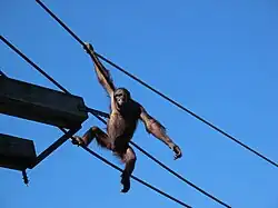 Jonge Borneose orang-oetan in het touwencomplex van Apen op Stelten