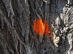 Een schietwilg, geblest door een spuitbus met oranje verf.