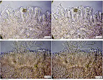 Rondsporig wasbekertje