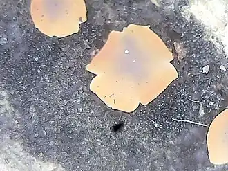 Langsporig wasbekertje