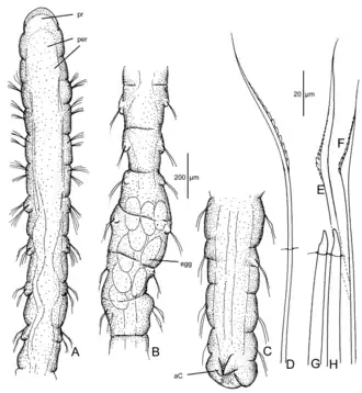 Orbiniella uniformis
