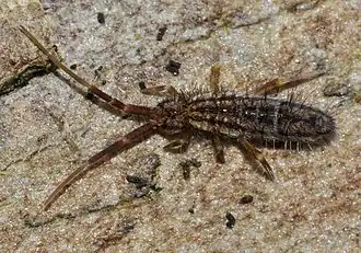Orchesella quinquefasciata