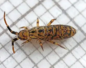 Orchesella villosa
