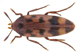 Orchesia undulata