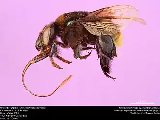 Eufriesea schmidtiana