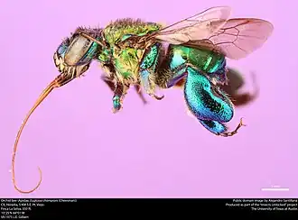 Euglossa championi