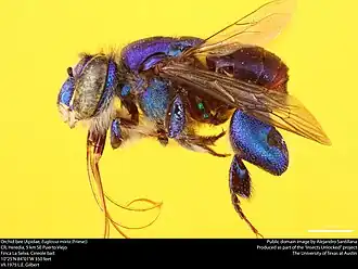Euglossa mixta
