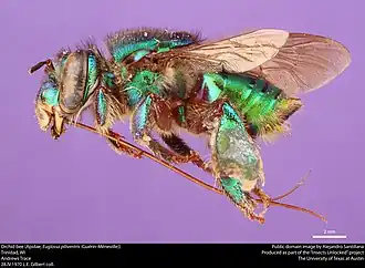 Euglossa piliventris