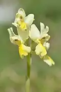 Orchidee Orchis (Androrchis) pauciflora bij Mattinata