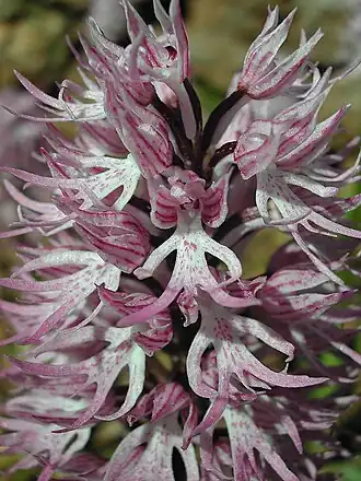 Orchis italica