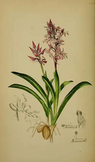 Kleine mannetjesorchis