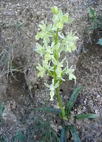 Stippelorchis