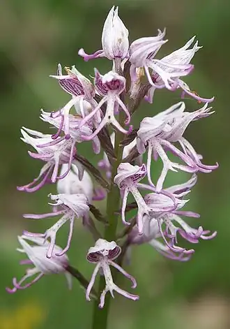 Aapjesorchis