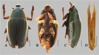 Orectochilus argenteolimbatus