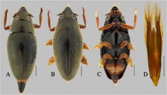 Orectochilus murinus
