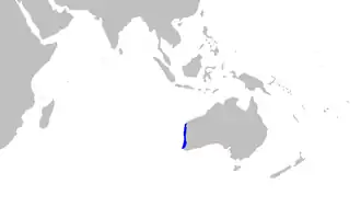 Orectolobus hutchinsi