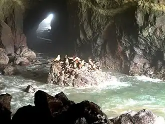 Sea Lion Caves met rechts de westelijke opening naar de Grote Oceaan