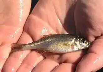 Oregonichthys crameri