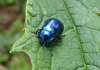 Oreina speciosissima