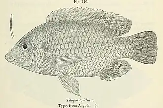Oreochromis lepidurus