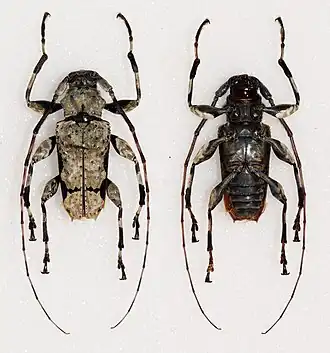 Oreodera glauca