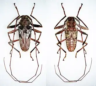 Oreodera neglecta