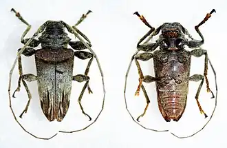 Oreodera rufofasciata