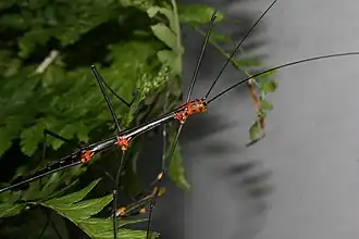 Oreophoetes topoense