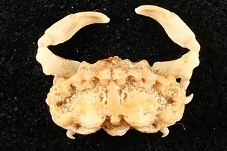 Oreophorus horridus
