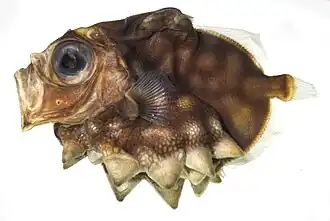 Oreosoma atlanticum
