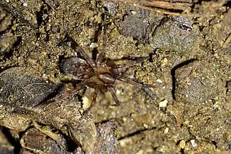 Orepukia poppelwelli