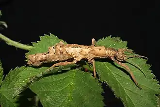 Pylaemenes guangxiensis