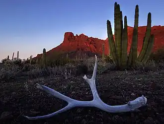 Organ Pipe Cactus National Monument
