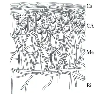 Korstvormige korstmossen 1 algenlaag
