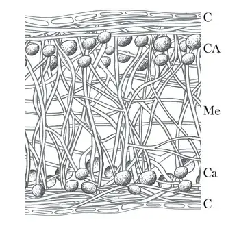 Struikvormige korstmossen 2 algenlagen en onderschors