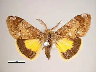 Orgyia anartoides