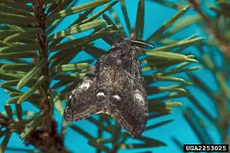 Hemerocampa pseudotsugata