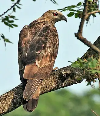 Aziatische wespendief