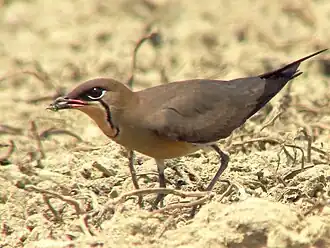 Oosterse vorkstaartplevier