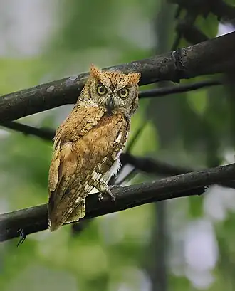 Oosterse dwergooruil