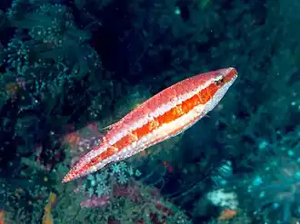 Oxycheilinus orientalis