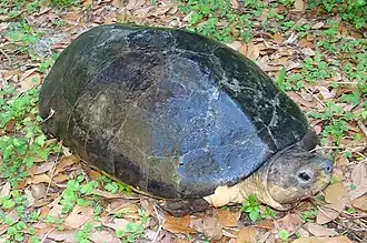 Borneose rivierschildpad
