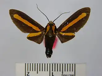 Ormetica maura