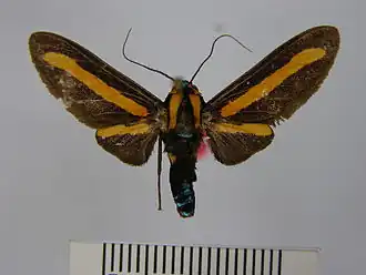 Ormetica melea