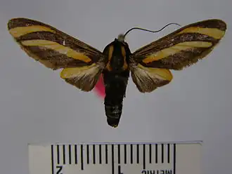 Ormetica packardi