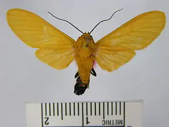 Ormetica pauperis