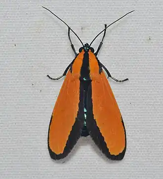 Ormetica taniala