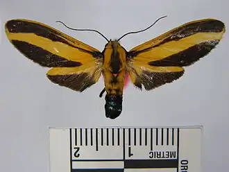 Ormetica temperata